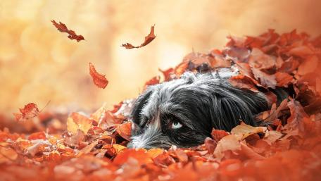 Autumn Adventures with a Playful Pup wallpaper