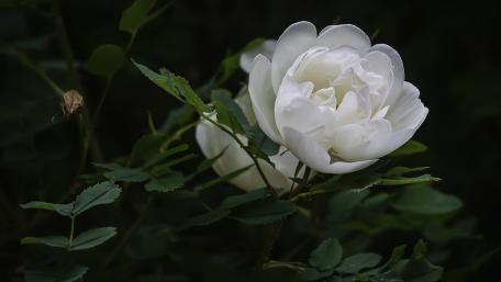 Elegant White Rose Amidst Lush Greenery wallpaper