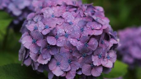 Purple hydrangea wallpaper
