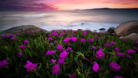 Serene Lakeside Wildflowers at Dusk wallpaper