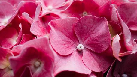 Delicate Pink Hydrangeas in Bloom wallpaper
