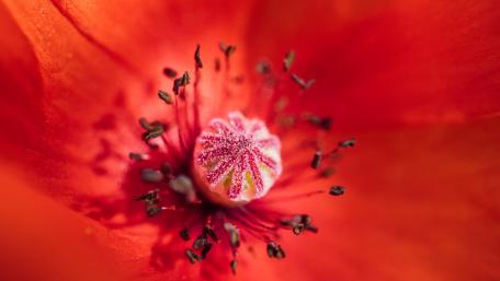 Vivid Red Poppy in Macro Detail wallpaper
