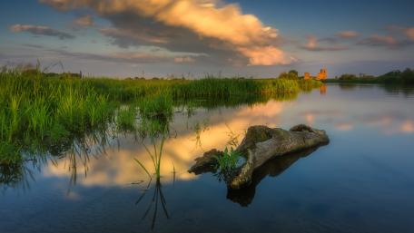 Serene Reflections in a Tranquil Swamp wallpaper