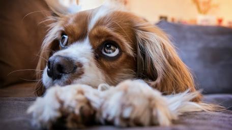 Cavalier King Charles Spaniel wallpaper