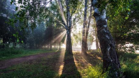 Sunlight Breaking Through the Trees wallpaper