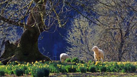 Sheep in Springtime Blooming Fields wallpaper