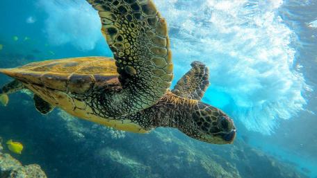 Graceful Turtle Gliding Through Crystal Waters wallpaper