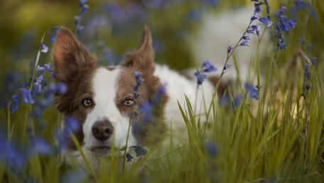 Charming Dog Among Bluebells Garden Scene wallpaper