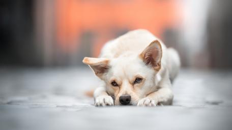 Charming Dog Relaxing on a Cobblestone Street wallpaper