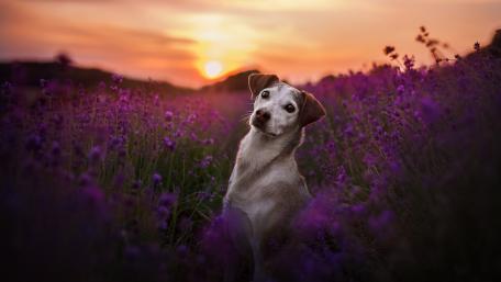 A Serene Sunset with a Playful Pup in Lavender Fields wallpaper