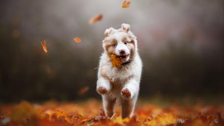 Happy puppy wallpaper
