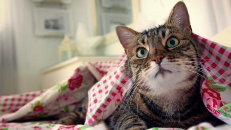 Cat under the tablecloth wallpaper