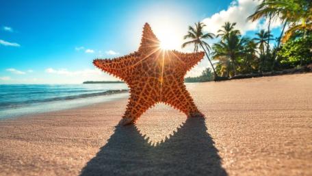 Starfish Glimmering in Summer Sunshine on the Beach wallpaper