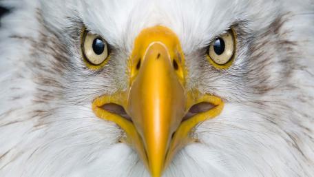 Bald eagle head wallpaper