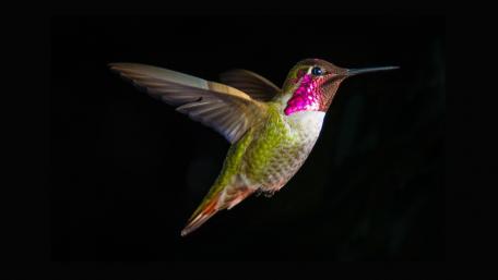 Hummingbird in Flight Against Black Backdrop wallpaper