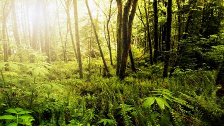 Serene Green Forest Escape wallpaper