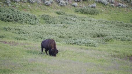 Majestic Bison Grazing in Nature's Embrace wallpaper