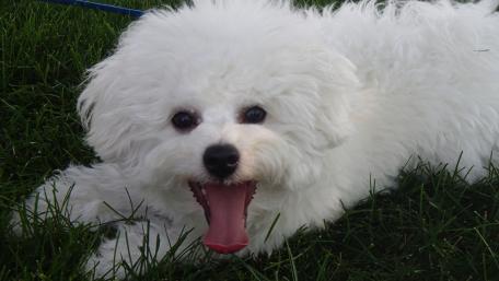 cute dog wallpaper