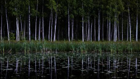Birch tree forest wallpaper