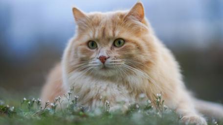 Majestic Ginger Cat in Nature's Embrace wallpaper
