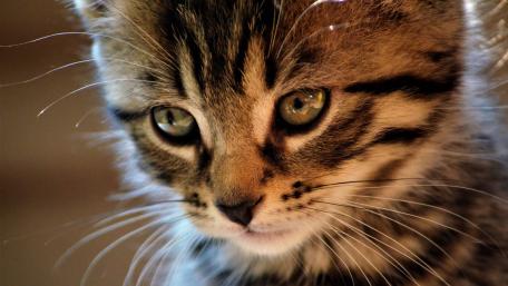 Cute Tabby Kitten Close-Up Wallpaper wallpaper