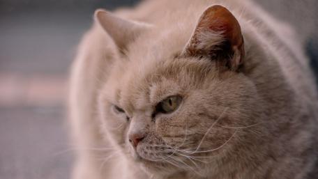 Fluffy Feline Portrait Capturing Serenity and Charm wallpaper