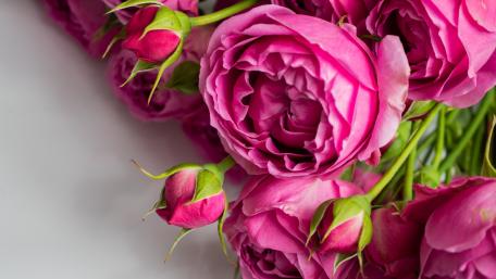 Vibrant Pink Roses in Bloom wallpaper