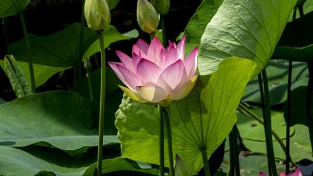 Serene Lotus Blossom Amidst Lush Greenery wallpaper