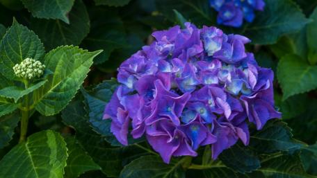 Vibrant Purple Hydrangea in Bloom wallpaper