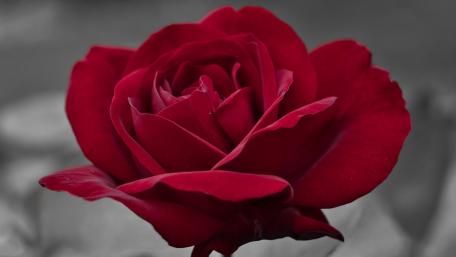Elegant Red Rose Embraced by Shadows wallpaper
