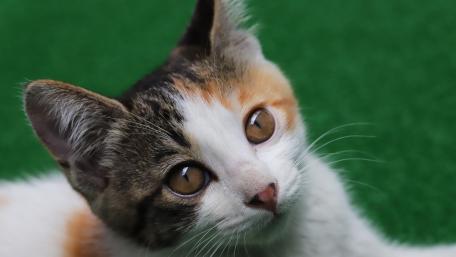 Charming Calico Cat on Green Background wallpaper