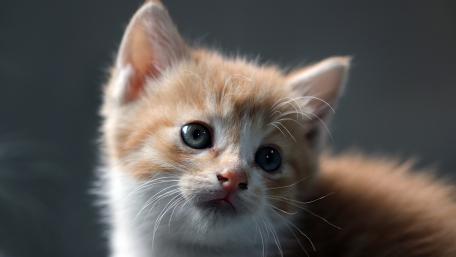 Adorable Ginger Kitten Capturing Hearts wallpaper