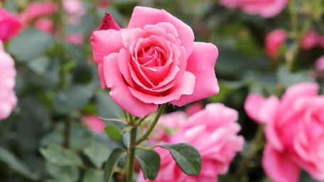 Pink Rose Blossom in Blooming Garden wallpaper