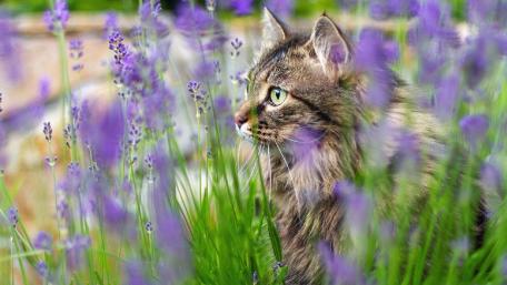 Graceful Cat Surrounded by Lavender Flowers wallpaper