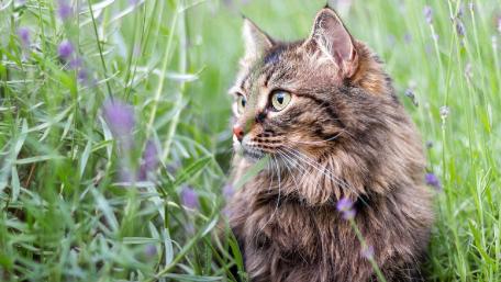 Graceful Cat Amidst Lavender Fields wallpaper