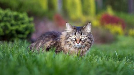 Majestic Feline in Nature's Embrace wallpaper