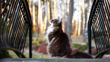 Majestic Cat Gazing at Nature's Beauty wallpaper
