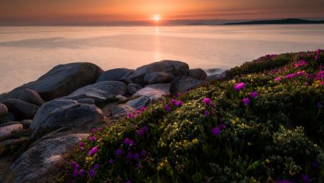 Tranquil Sunset Over Blossoming Coastal Rocks wallpaper