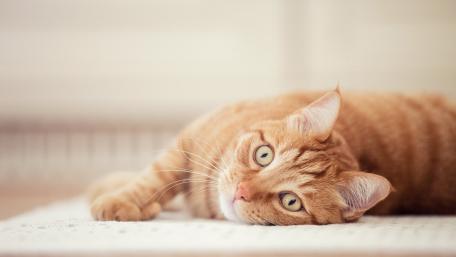 Charming Orange Cat Relaxing at Home wallpaper