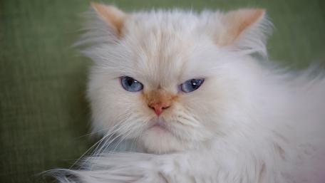 Fluffy White Cat with Striking Blue Eyes wallpaper