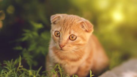 Curious Kitten in Nature's Embrace wallpaper