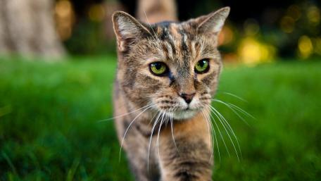 Curious Cat Strolling in Nature wallpaper
