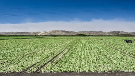 Lush Green Fields Under a Clear Blue Sky wallpaper