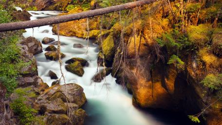 Serenity by the Riverbank wallpaper