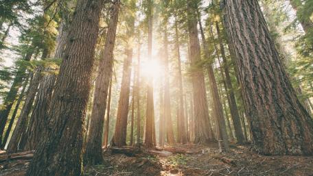 Majestic Forest Light wallpaper
