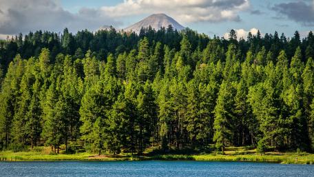 Lush Woods by Serene Waters wallpaper