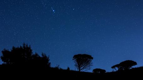 Starry Night Sky Above Silhouetted Trees wallpaper