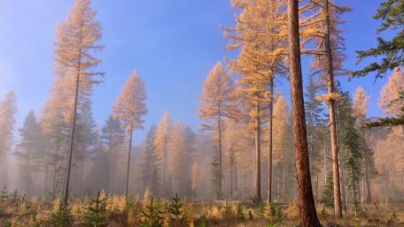 Golden Autumn Forest in Misty Morning Light wallpaper
