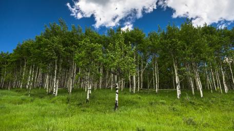 Tranquil Green Forest Under Blue Skies wallpaper