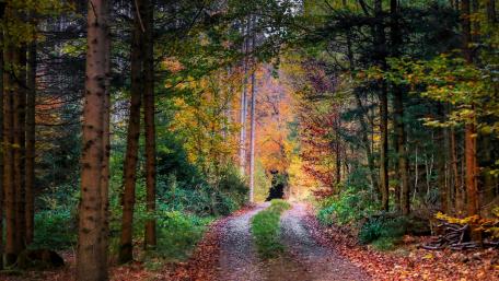 Autumn Pathway Through Vibrant Forest Colors wallpaper